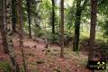 SDAG Wismut Stollen 4, Grubenfeld 98 (Tannenbaum) bei Crandorf nahe Schwarzenberg, Erzgebirge, Sachsen, (D) (6) 24. September 2013 Halde.JPG